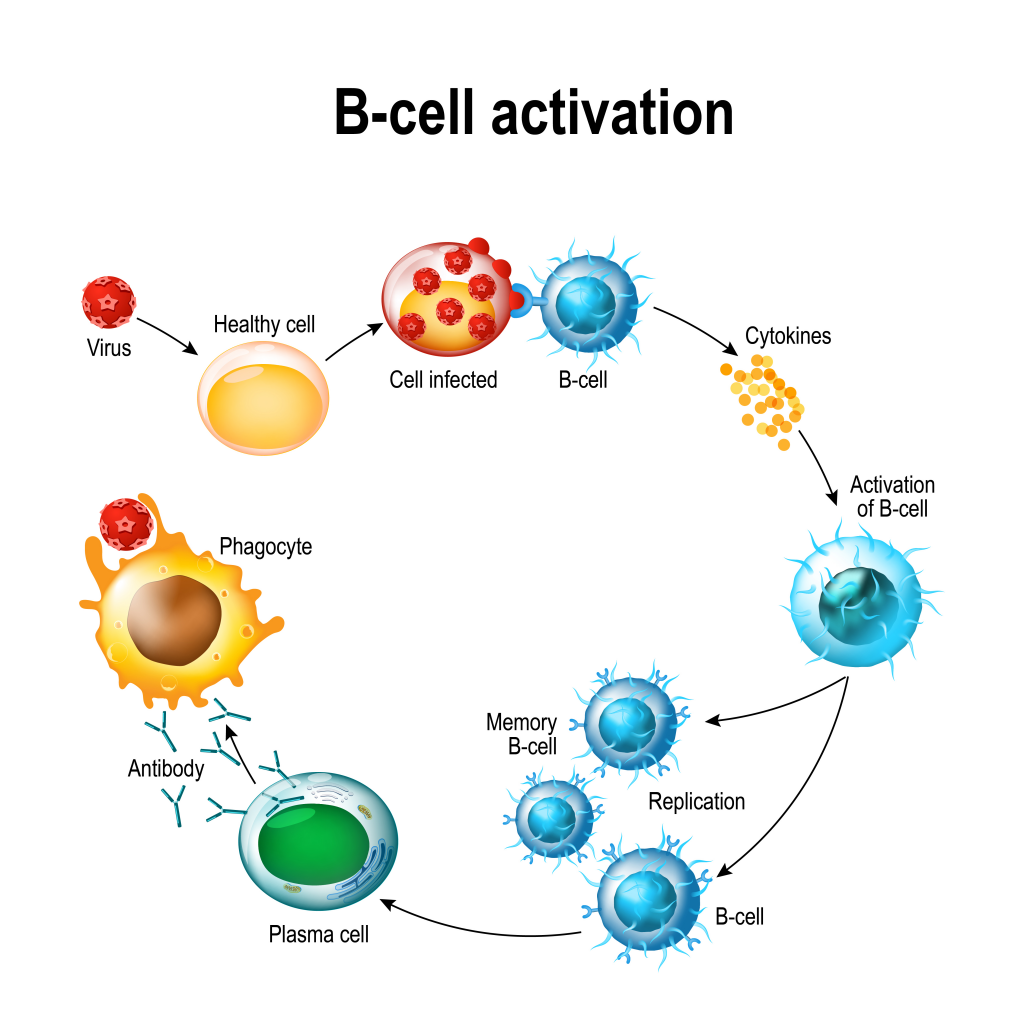 afbeelding b-cell activation plasma cell phagocyte afweersysteem verworven cellen