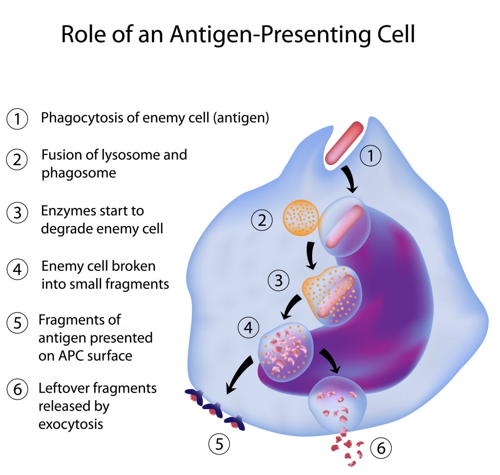 Afbeelding antigen presenting cell phagocytosis