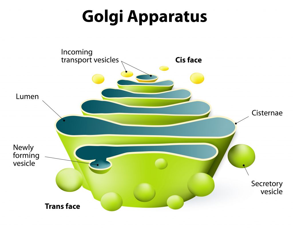 Golgi-apparaat cellen ribosomen