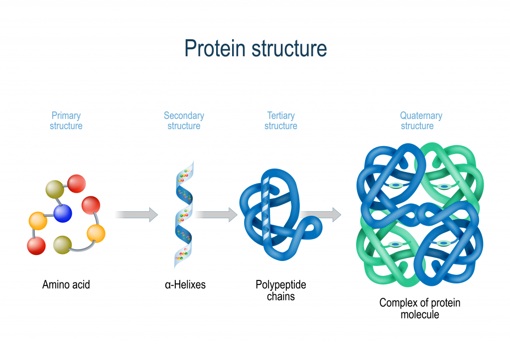 Afbeelding protein structure