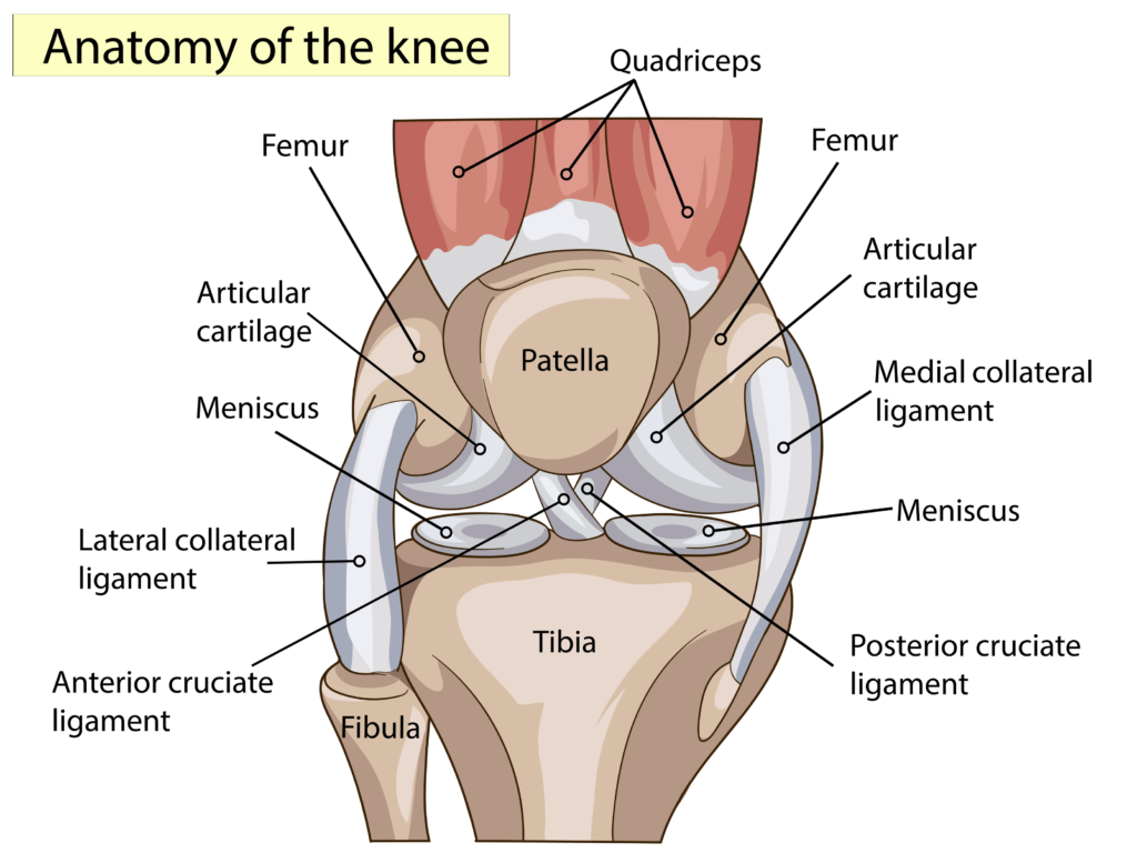 anatomie van de knie kniegewricht