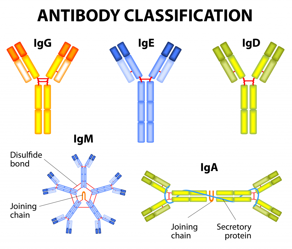 Afbeelding classificatie antilichamen