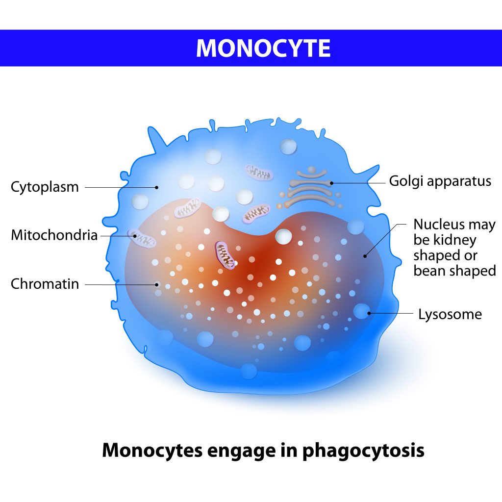 Afbeelding monocyte engage in phagocytosis