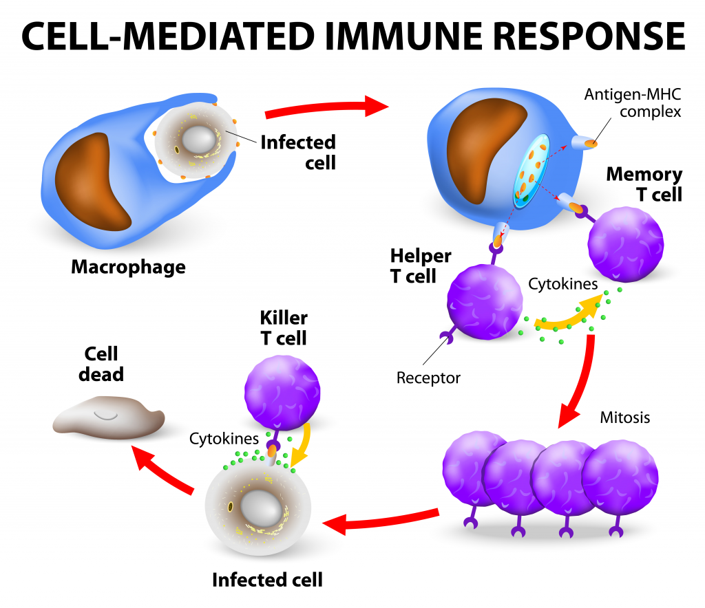 afbeelding cell-mediated immune response macrophage antigen cytokines afweersysteem verworven cellen