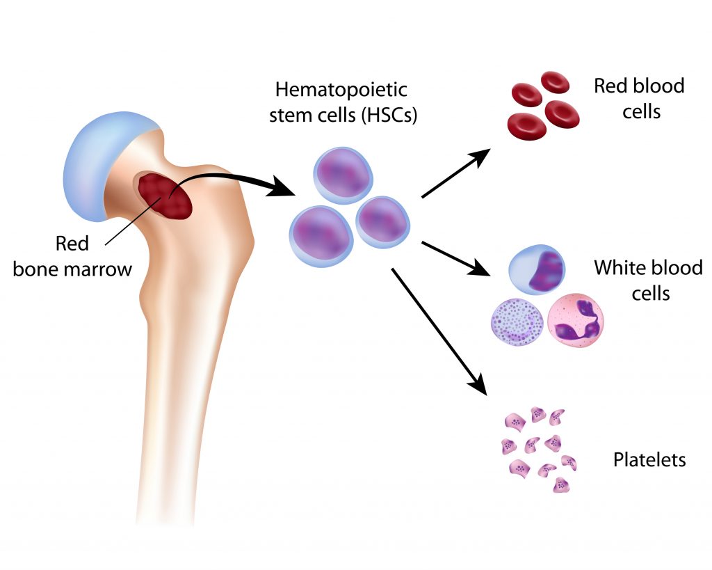 afbeelding bloedcellen stammcellen beenmerg bloedplaatjes